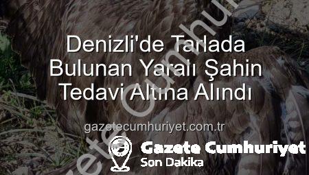 Denizli’de Tarlada Bulunan Yaralı Şahin Tedavi Altına Alındı