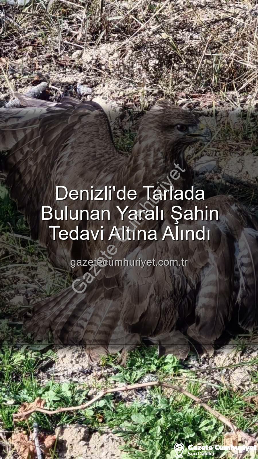 Denizli'de yaralı şahin - Denizli'de Tarlada Bulunan Yaralı Şahin Tedavi Altına Alındı