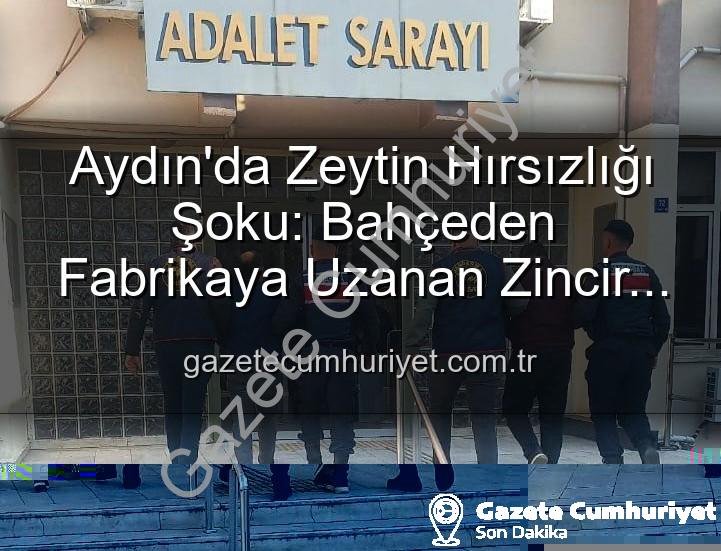 zeytin hırsızlığı - Aydın'da Zeytin Hırsızlığı Şoku: Bahçeden Fabrikaya Uzanan Zincir Çökertildi, 2 Gözaltı