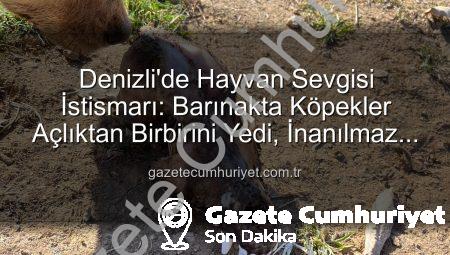 Denizli’de Hayvan Sevgisi İstismarı: Barınakta Köpekler Açlıktan Birbirini Yedi, İnanılmaz İddialar Ortaya Çıktı!