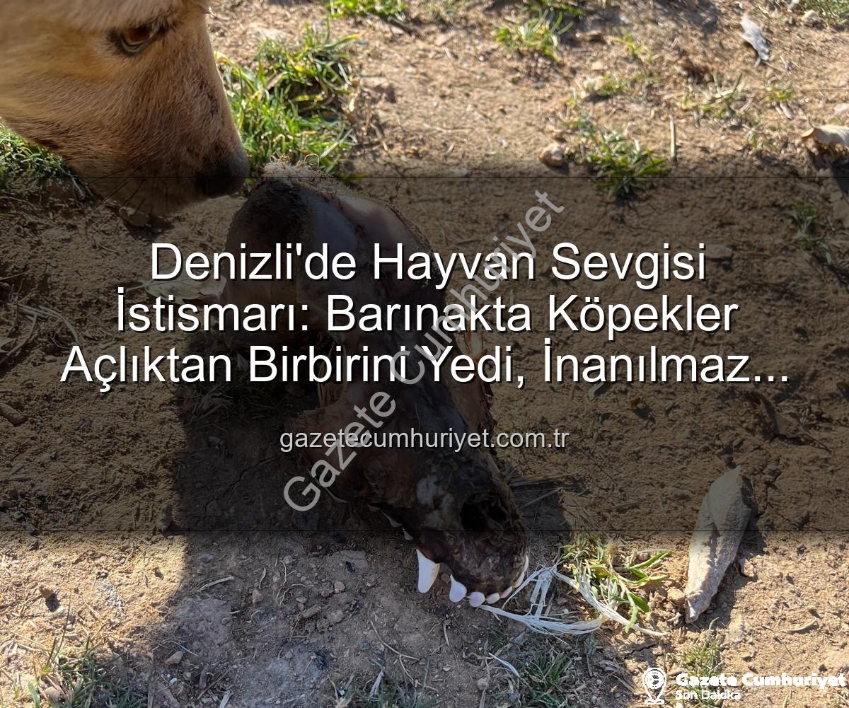 Denizli barınak skandalı - Denizli'de Hayvan Sevgisi İstismarı: Barınakta Köpekler Açlıktan Birbirini Yedi, İnanılmaz İddialar Ortaya Çıktı!