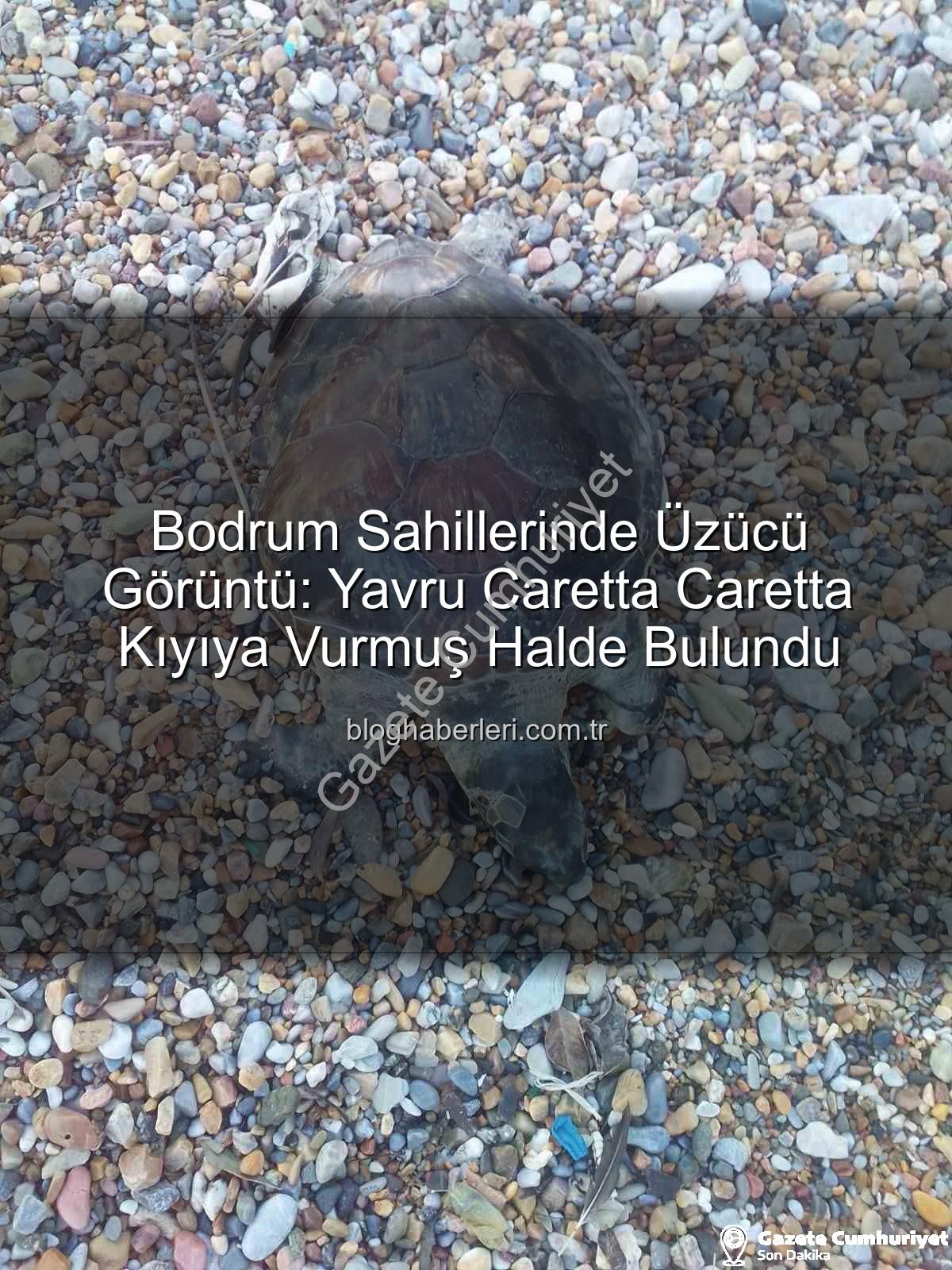 yavru caretta caretta - Bodrum Sahiline Vuran Yavru Caretta Caretta Üzüntü Yarattı: Deniz Kaplumbağasının Ölüm Nedeni Araştırılıyor