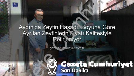 Aydın’da Zeytin Hasadı: Boyuna Göre Ayrılan Zeytinlerin Fiyatı Kalitesiyle Belirleniyor