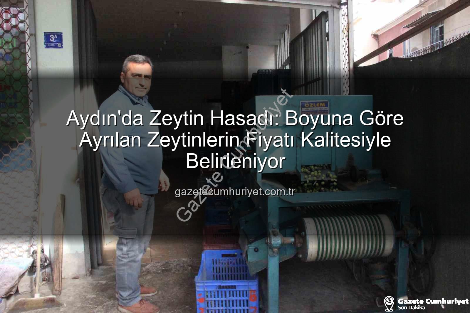 Aydın zeytin hasadı - Aydın'da Zeytin Hasadı: Boyuna Göre Ayrılan Zeytinlerin Fiyatı Kalitesiyle Belirleniyor