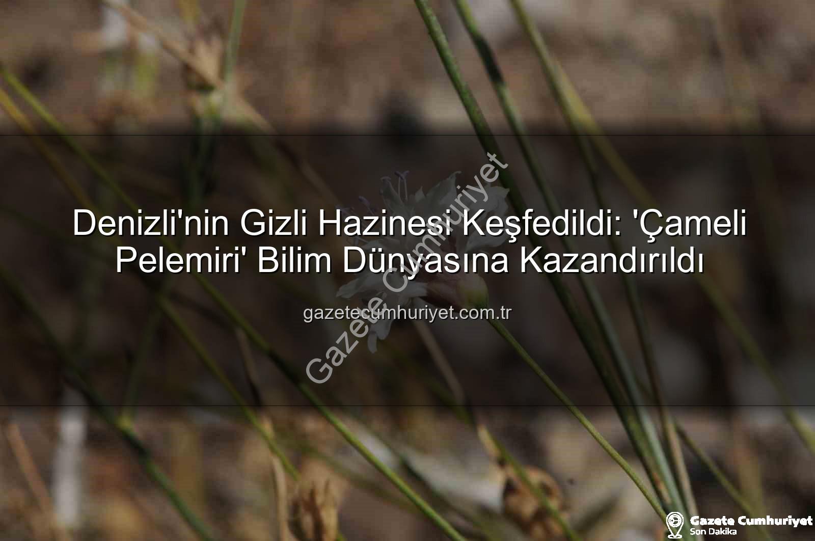 Çameli pelemiri - Denizli'nin Gizli Hazinesi Keşfedildi: 'Çameli Pelemiri' Bilim Dünyasına Kazandırıldı