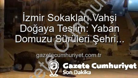 İzmir Sokakları Vahşi Doğaya Teslim: Yaban Domuzu Sürüleri Şehri İstila Etti!