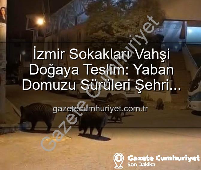 yaban domuzu - İzmir Sokakları Vahşi Doğaya Teslim: Yaban Domuzu Sürüleri Şehri İstila Etti!